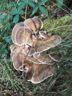 OCTOBRE ET SES CHAMPIGNONS - il sont là, en plus ou moins grandes quantités selon la météo. Je parcours la forêt et continue mes explorations.
Deux type de recherches sont en cours, une première partie consiste à faire de premier test simple avec les espaces que je découvre pour la première fois. La deuxième consiste à aller un peu plus loin en faisant des test en fonction des molécules de chaque champignons (quand je trouve des informations sur le sujet).
#teinture #wildcolor #naturaldye #mushroomdyeing #naturalcolours 
—-
Charlène Poret - Artextiles
Artisane d’art et formatrice en arts textiles Gardienne de savoir-faire 
Dentelles et broderies à l’aiguille et teinture naturelle.