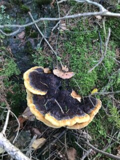 OCTOBRE ET SES CHAMPIGNONS - il sont là, en plus ou moins grandes quantités selon la météo. Je parcours la forêt et continue mes explorations.
Deux type de recherches sont en cours, une première partie consiste à faire de premier test simple avec les espaces que je découvre pour la première fois. La deuxième consiste à aller un peu plus loin en faisant des test en fonction des molécules de chaque champignons (quand je trouve des informations sur le sujet).
Dans l’ordre des photos : phaeolus schweinitzii ou polypore des teinturiers, Neoboletus erythropus ou bolet à pied rouge, Ramaria ssp ou clavaires, Imleria badia ou bolet bai, gymnopilus spectabilis ou gymnopile remarquable, hypholoma fascicularis ou hypholome en touffes, cortinarius semidanguineus ou cortinaire semi sanguin, Hapalopilus nidulans ou polypore rutilant pour les deux dernières photos 
#teinture #wildcolor #naturaldye #mushroomdyeing #naturalcolours 
—-
Charlène Poret - Artextiles
Artisane d’art et formatrice en arts textiles Gardienne de savoir-faire 
Dentelles et broderies à l’aiguille et teinture naturelle