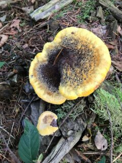 COULEURS D’AUTOMNE -la pêche IX champignons tinctoriaux en forêt D’Ecouves continue 😁
#teinture #wildcolor #naturaldye #mushroomdyeing #naturalcolours
#normandy #ecouvesforest #foretdecouves #orne
—-
Charlène Poret - Artextiles
Artisane d’art et formatrice en arts textiles Gardienne de savoir-faire
Dentelles et broderies à l’aiguille et teinture naturelle