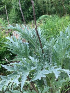 JARDIN ET COULEURS - En plus des plantes sauvages, il m’arrive aussi de travailler avec des plantes cultivées de Normandie.
Cardon, chélidoine, millepertuis, tanaisie, saule, mon jardin est en train de se réveiller.
Avez-vous hâte comme moi de découvrir de futur nuancier ?? 😁
#wildcolor #nuanciercouleurs #colorchart #normandy #naturaldye
—-
Charlène Poret - Artextiles
Artisane d’art et formatrice, gardienne de savoir-faire, dentelle, broderie et teinture naturelle