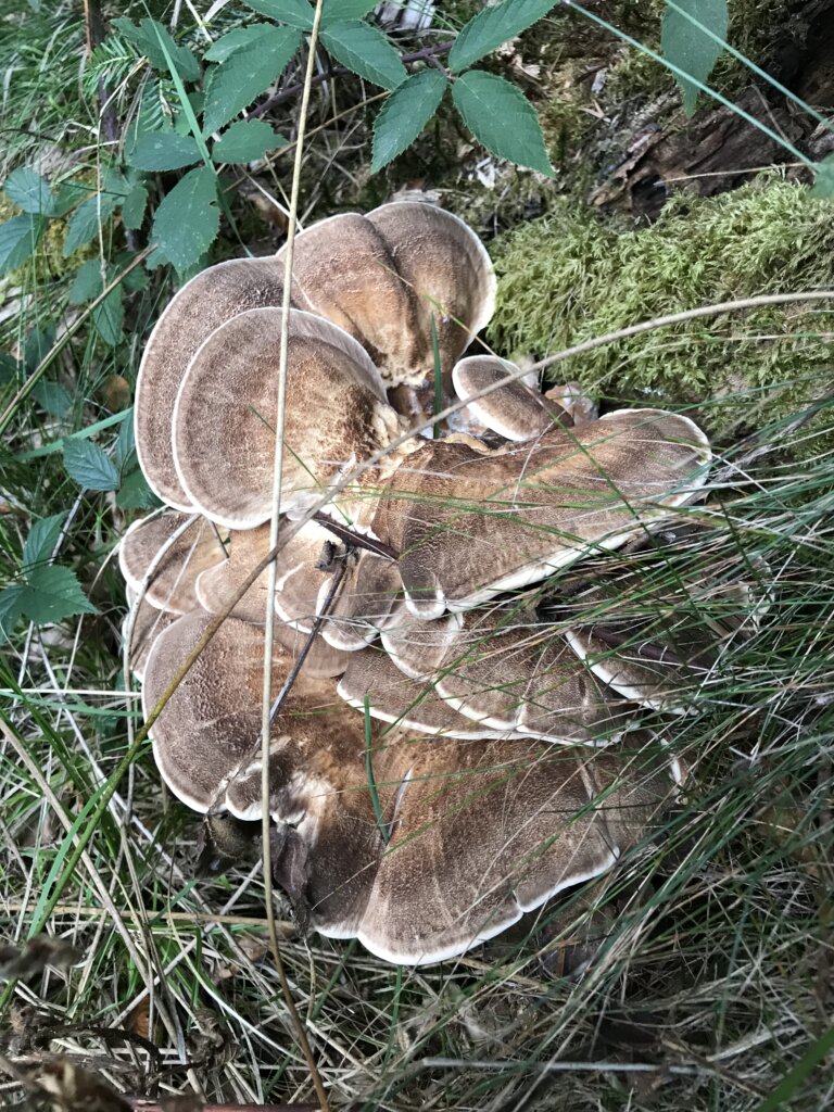 Meripilus giganteus - Polypore géant