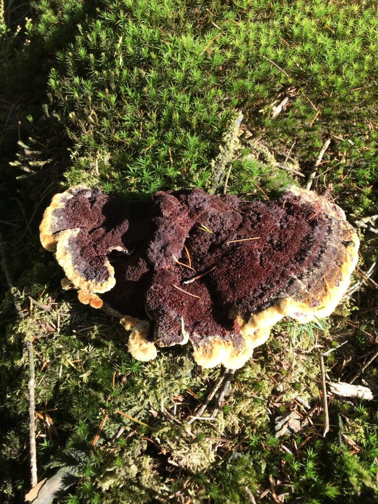 Polypore des teinturiers - Phaeolus schweinitzii