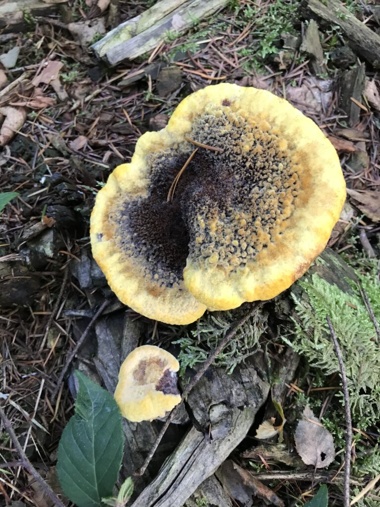 Polypore des teinturiers - Phaeolus schweinitzii