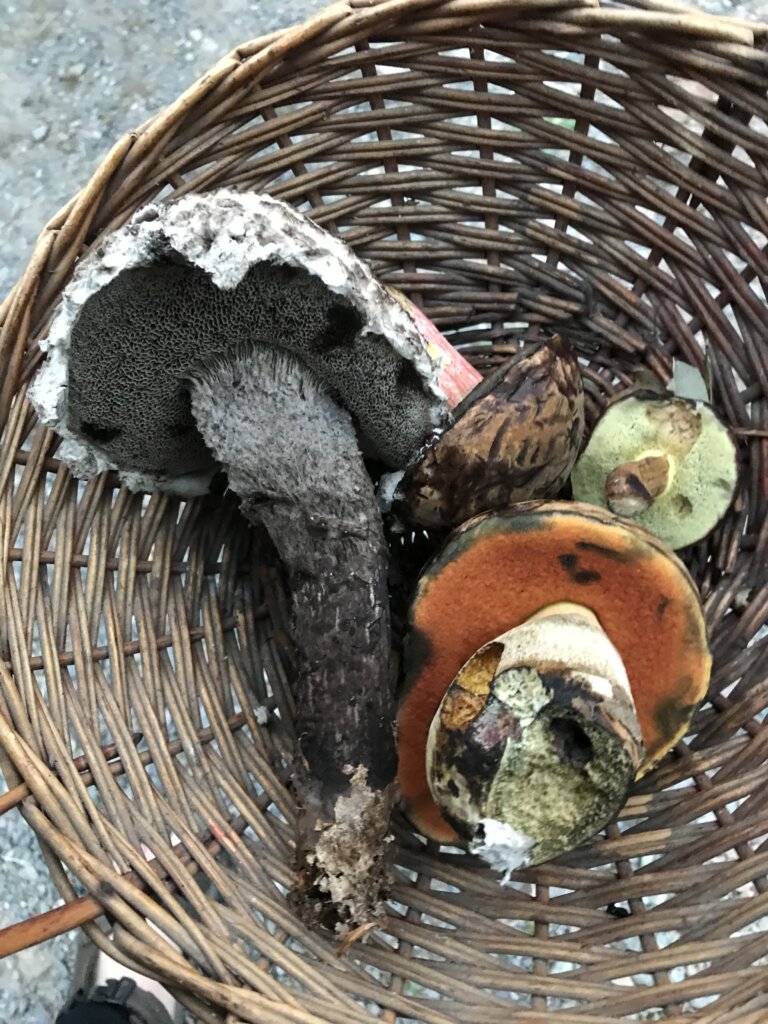 Bolet pomme de pin - Bolet à pied rouge