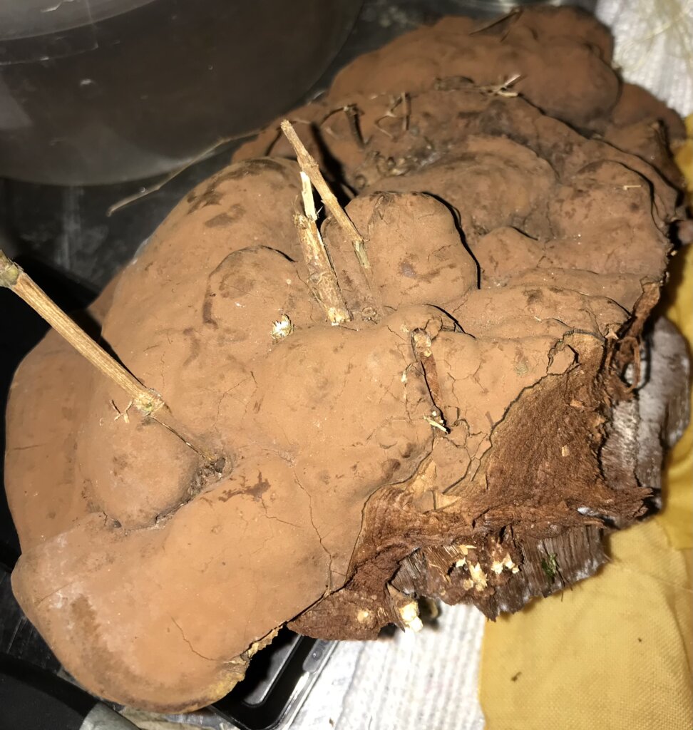 Ganoderma applanatum - Ganoderme plat