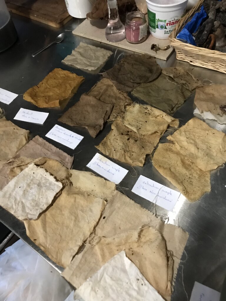 Polypore des teinturiers - Amadouvier - Ganoderme plat