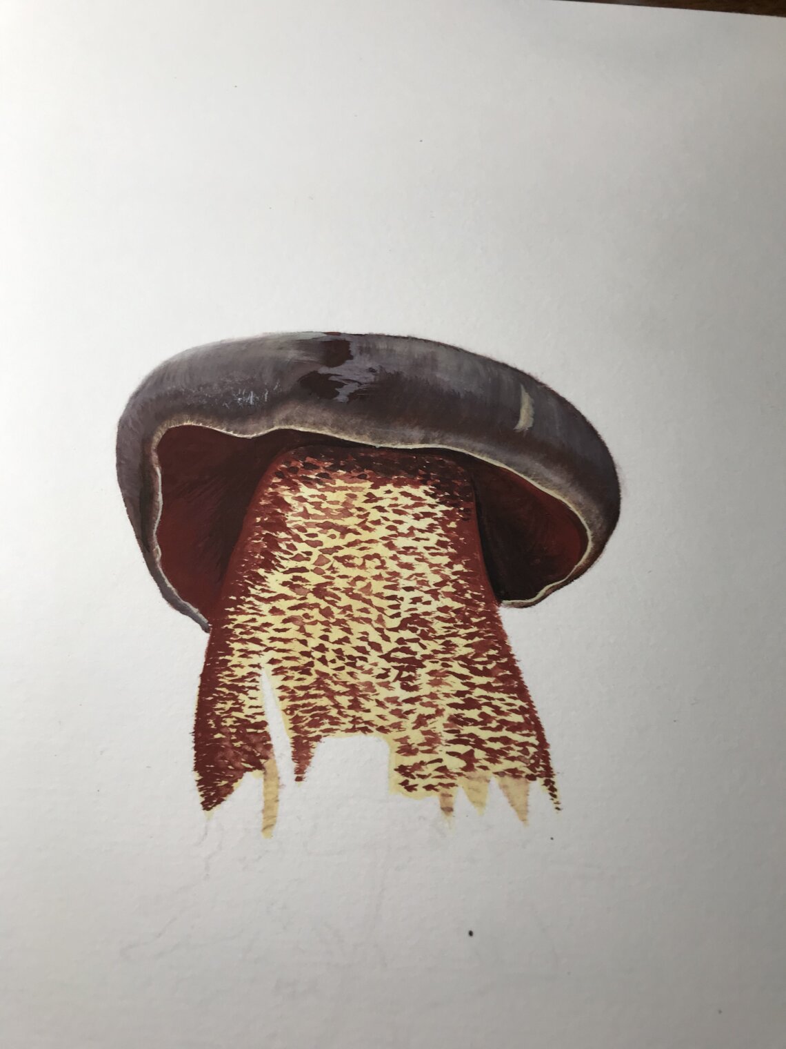 Bolet à pied rouge - Neoboletus erythropus
