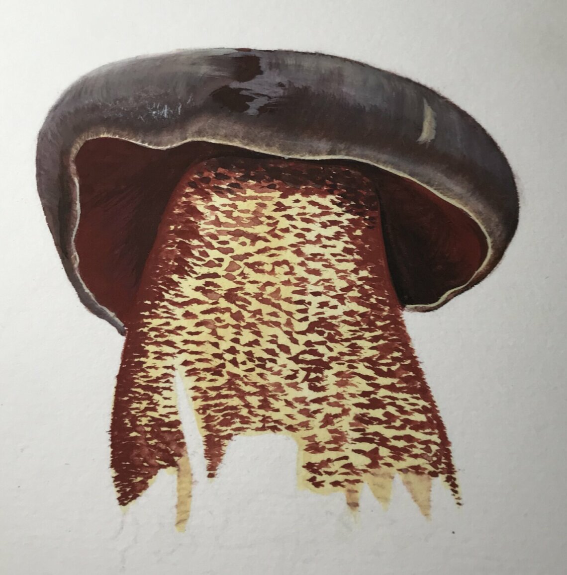 Bolet à pied rouge - Neoboletus erythropus