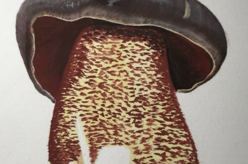 Bolet à pied rouge - Neoboletus erythropus