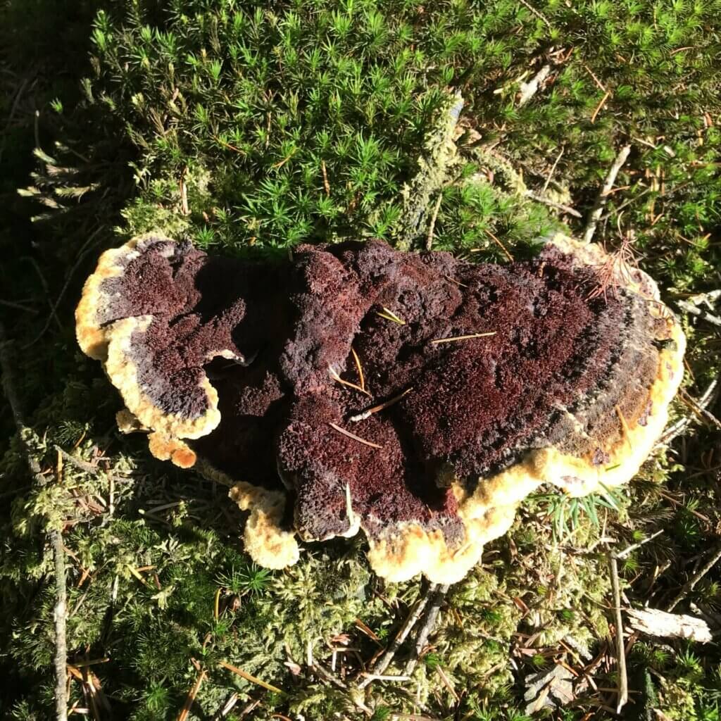 Polypore des teinturiers - Phaeolus schweinitzii